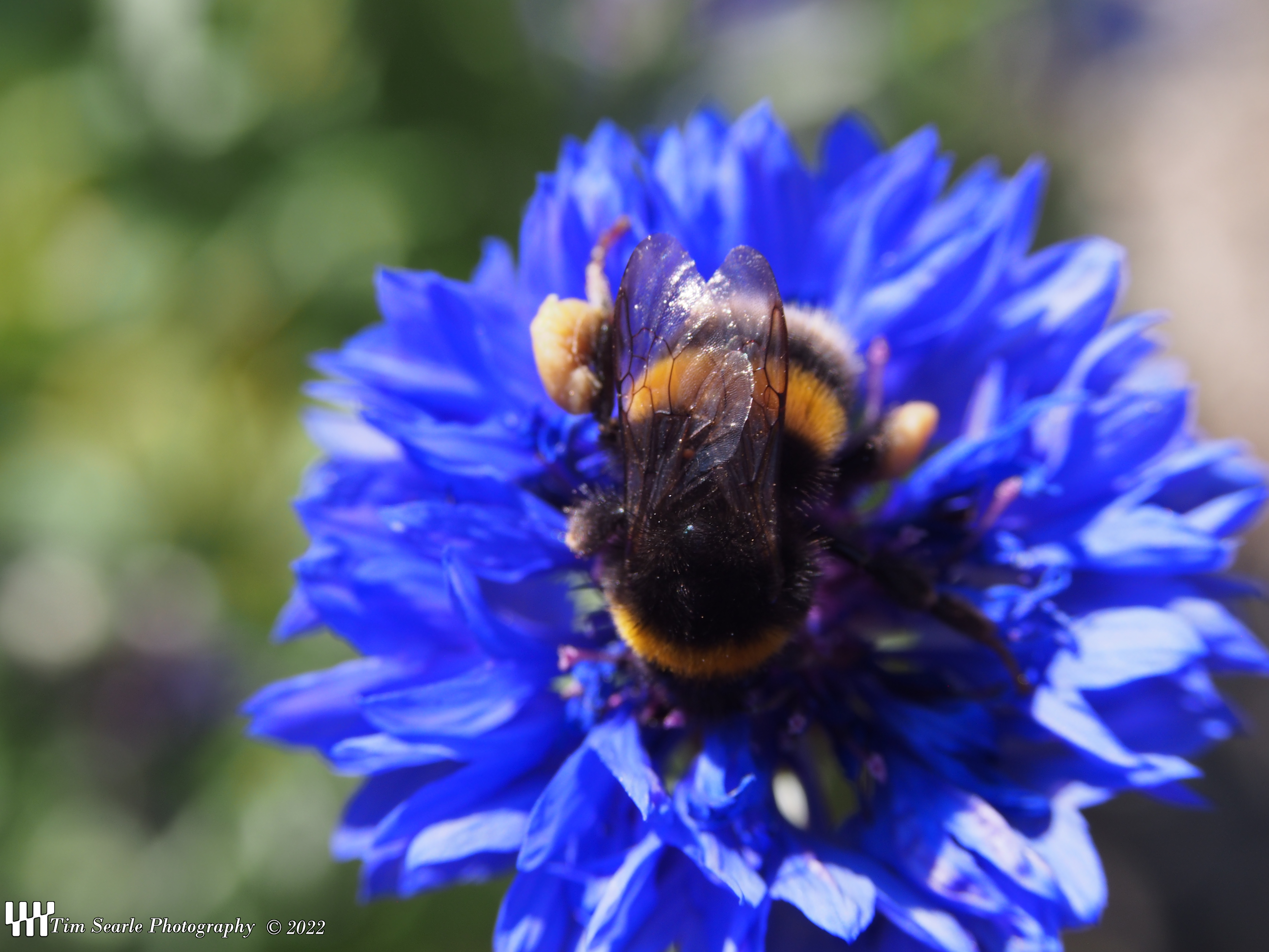 Bee on a Cornflower