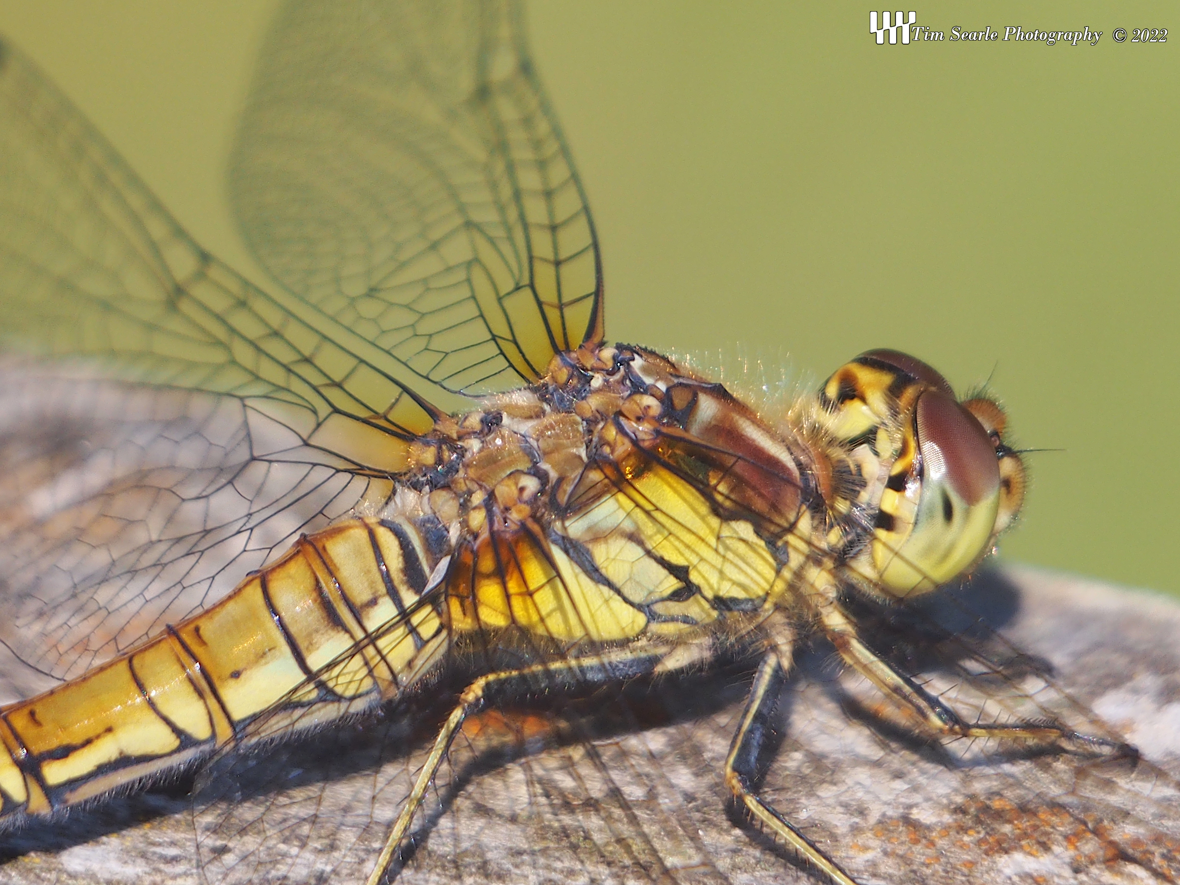 Dragonfly Lace Wings