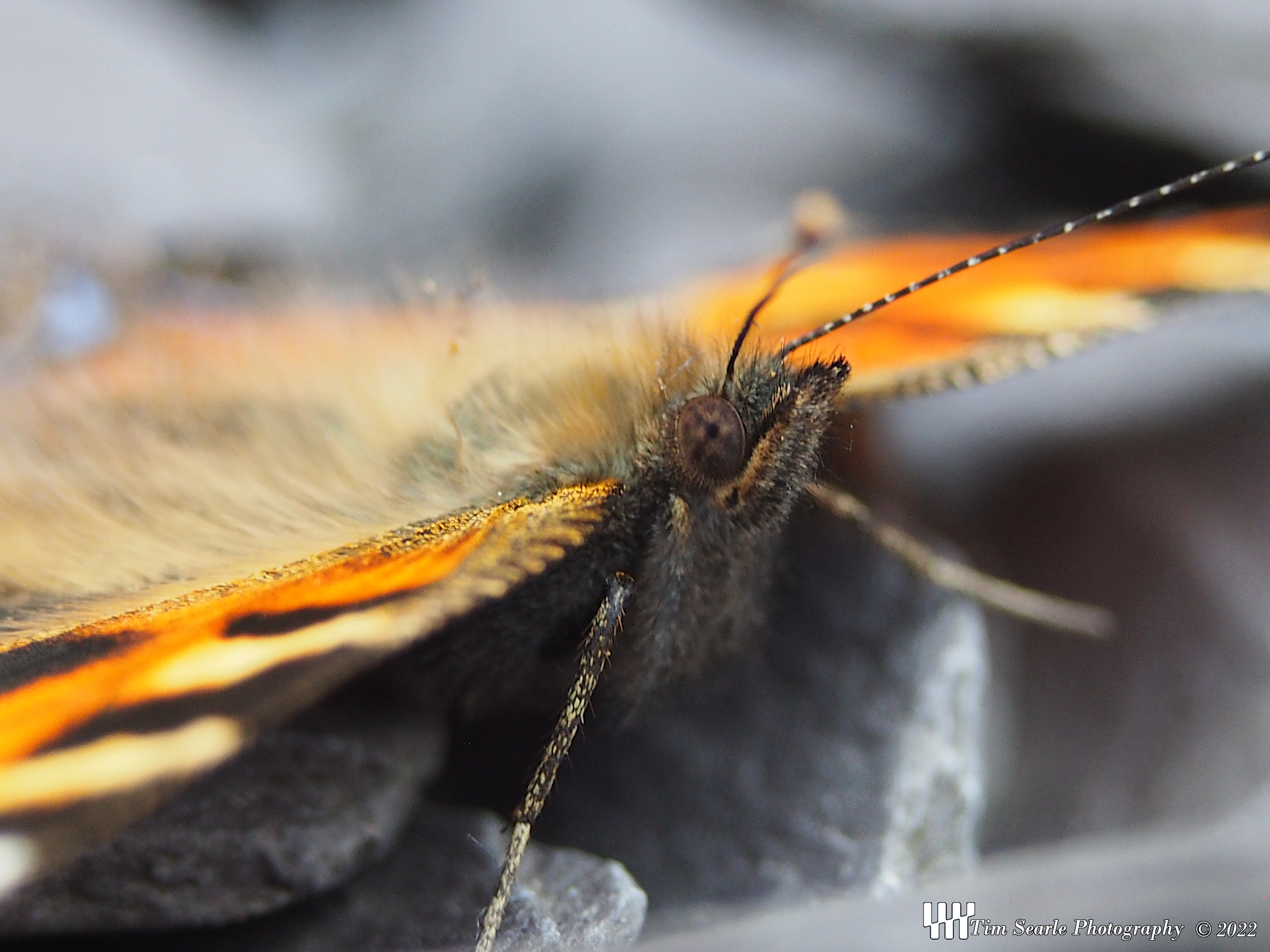 Macro Butterfly
