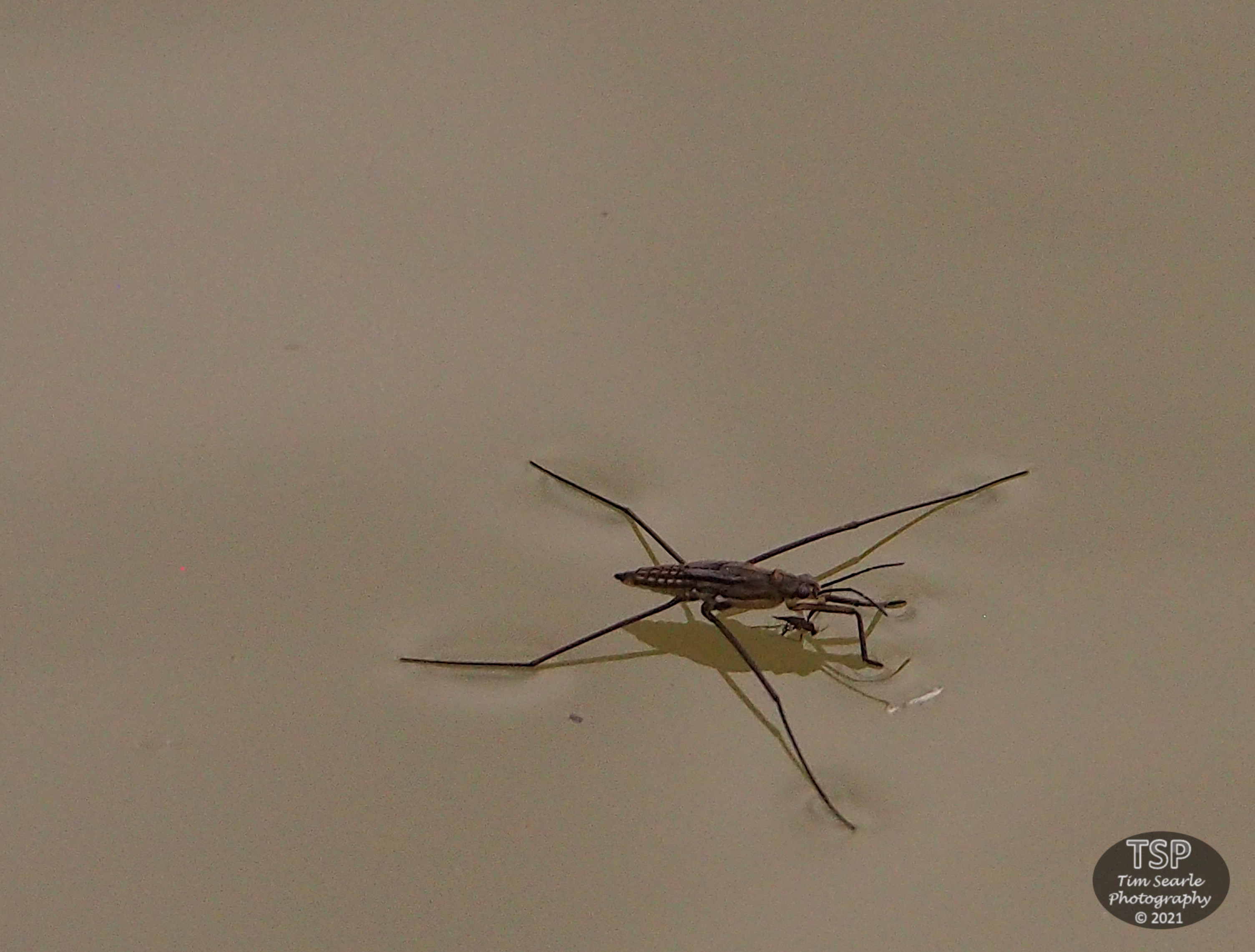 Water Strider