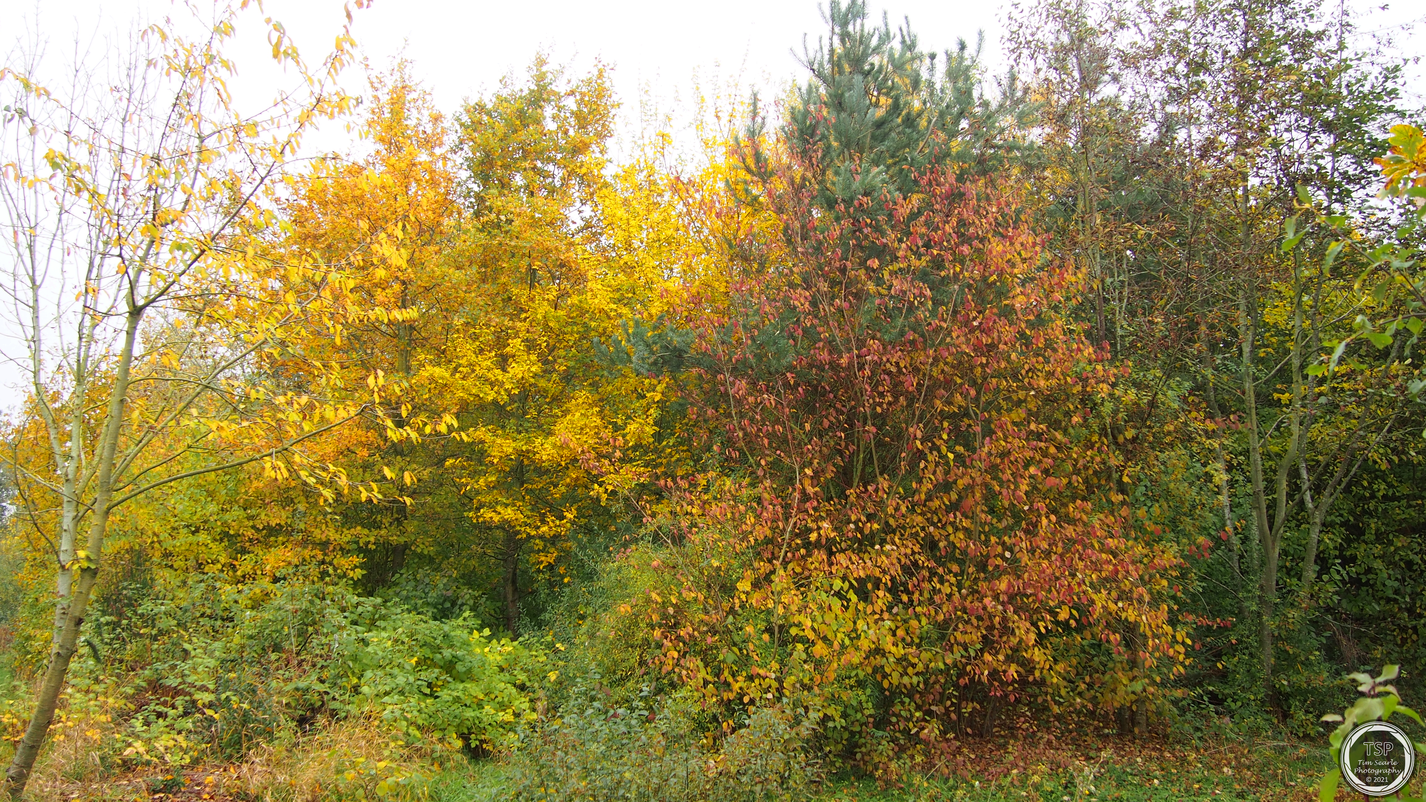 Autumnal Trees