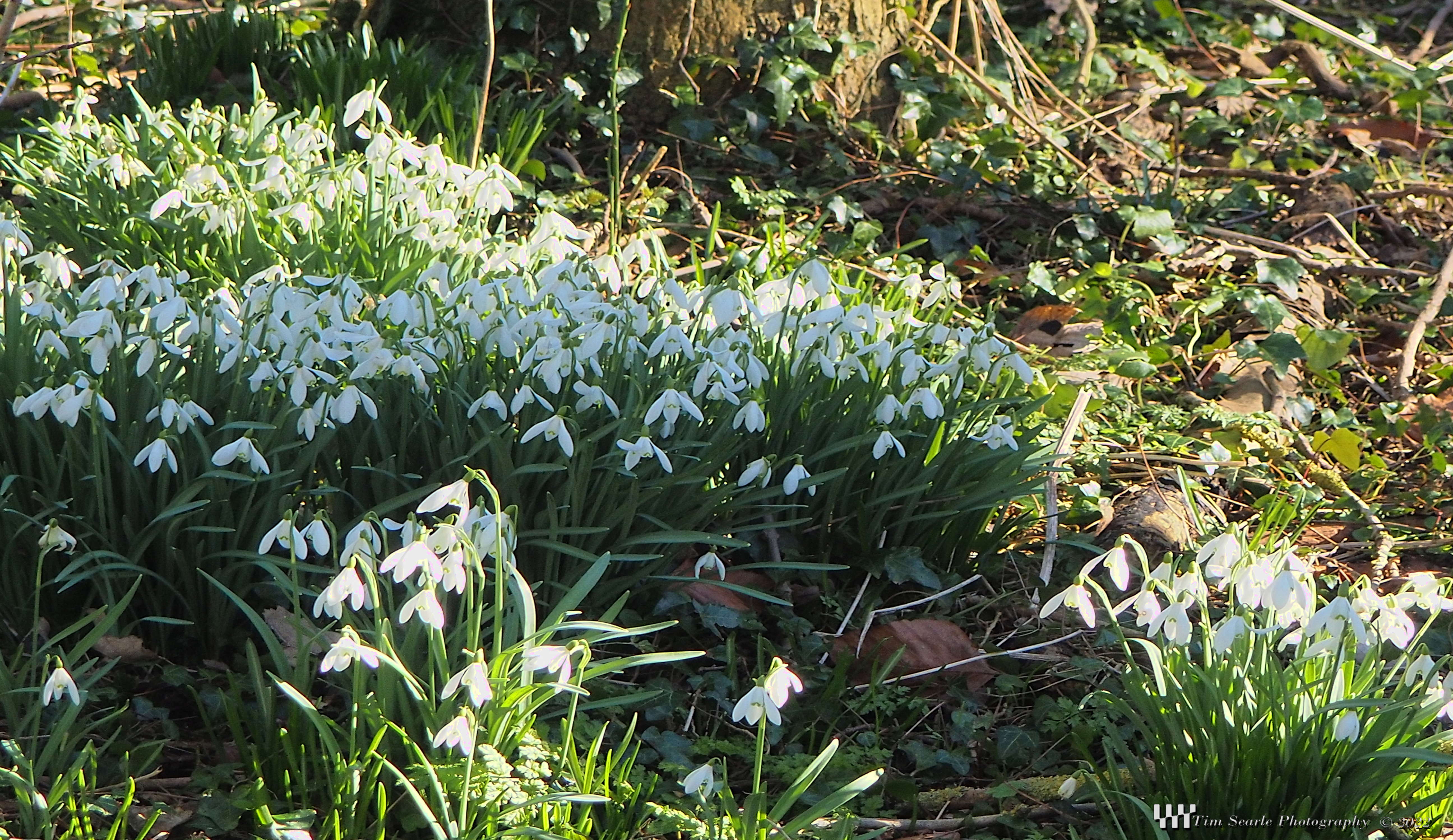 Snowdrops