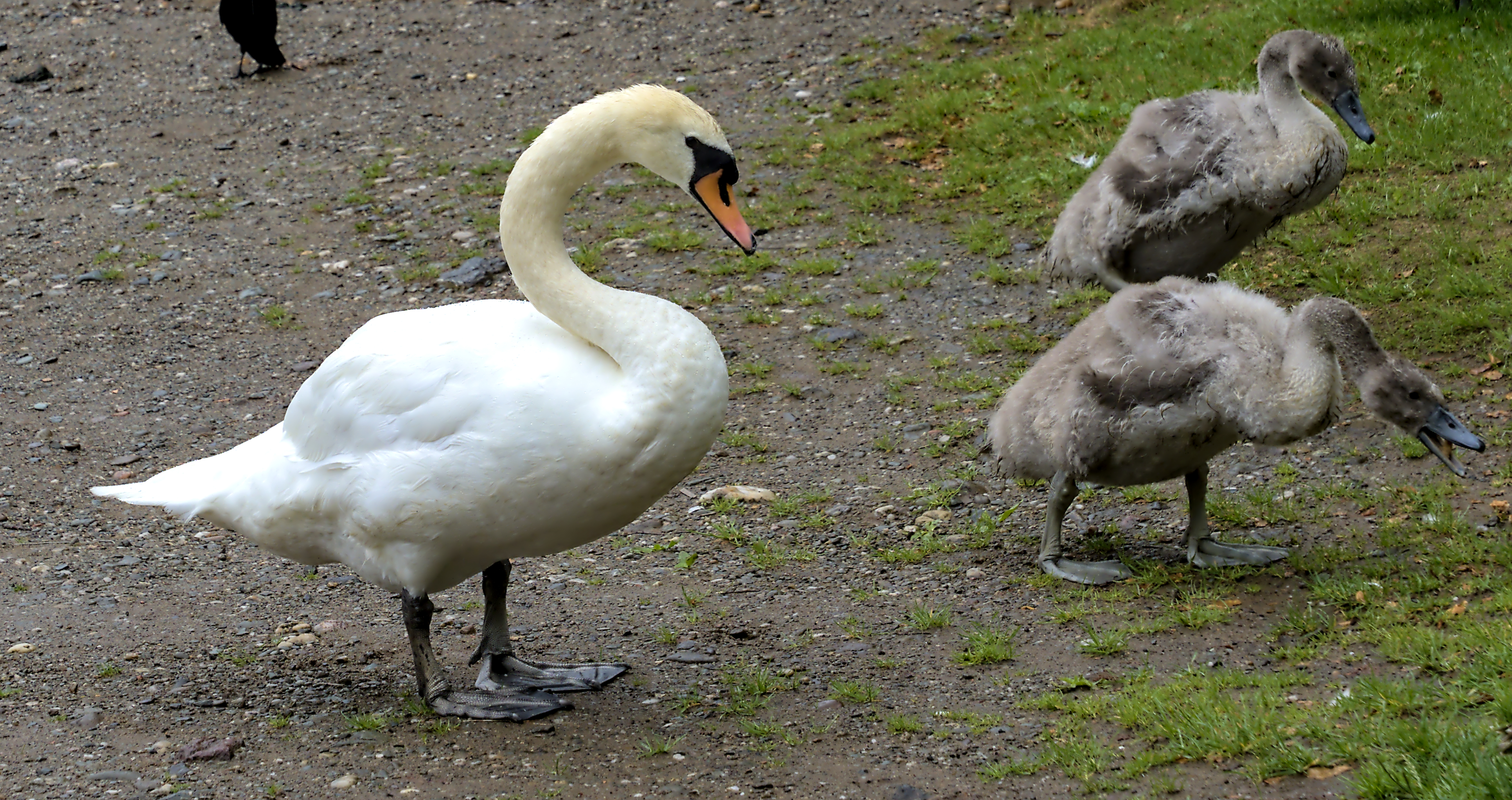 Loch Lomond Shores