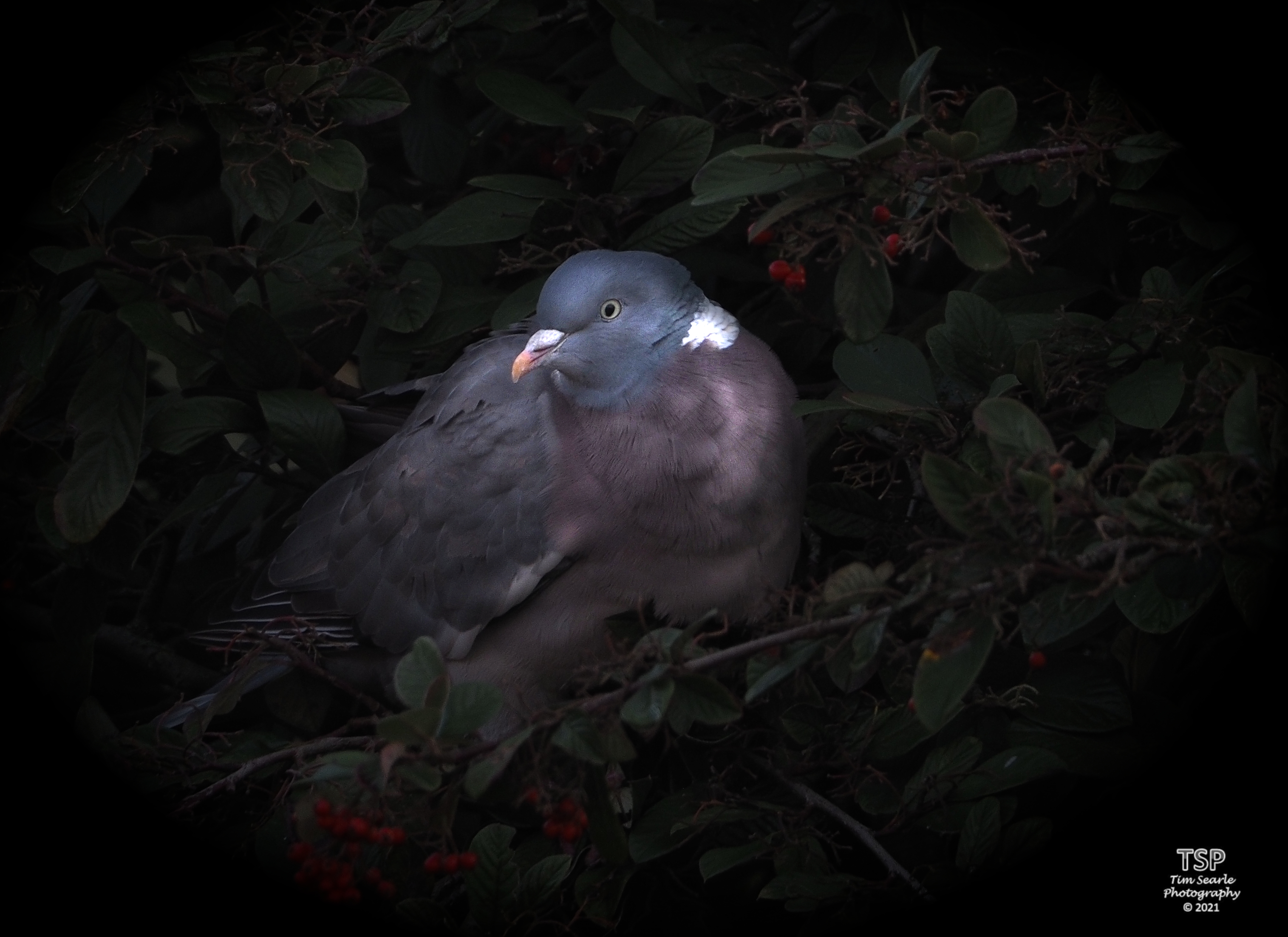 Sun dappled Pidgeon