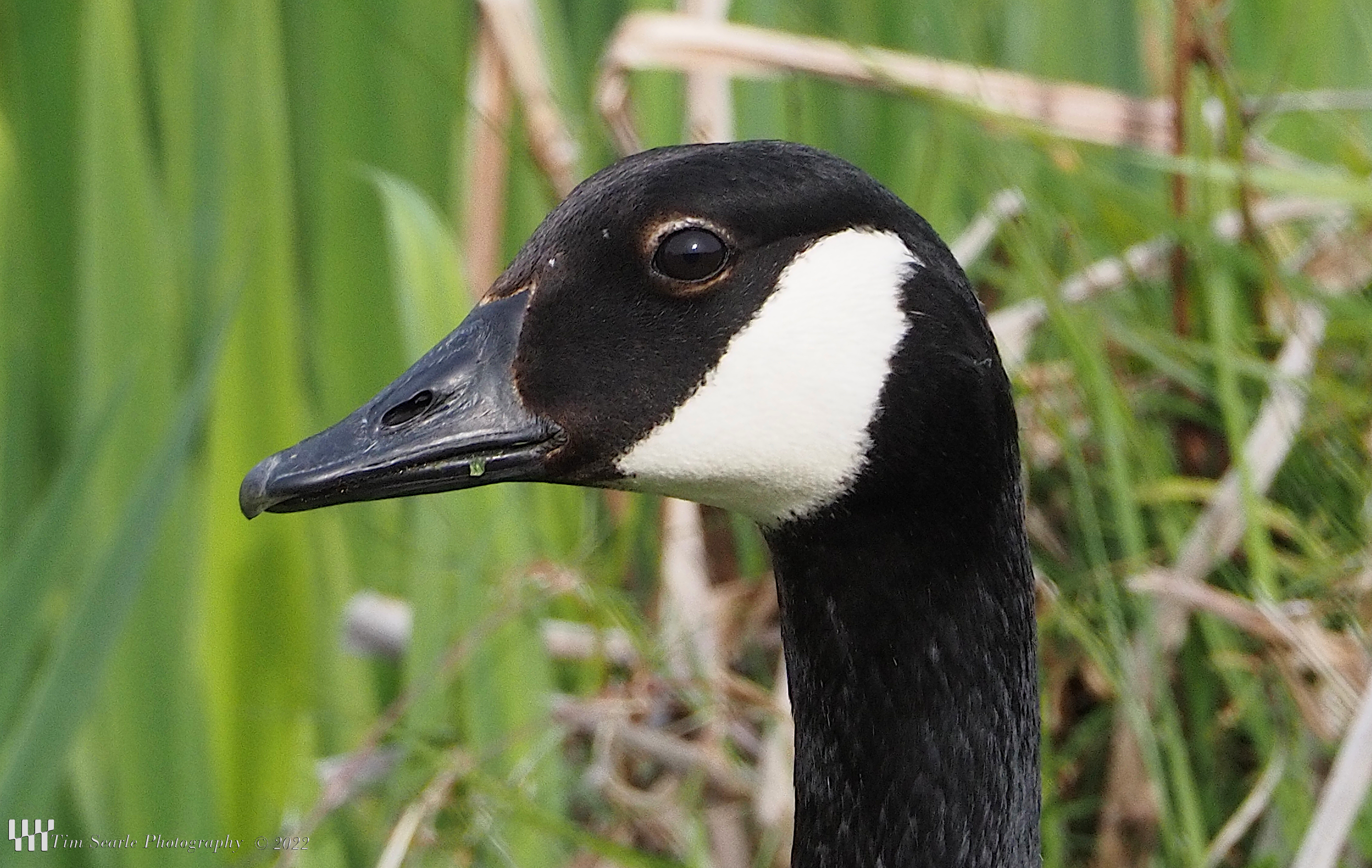 Canada Goose