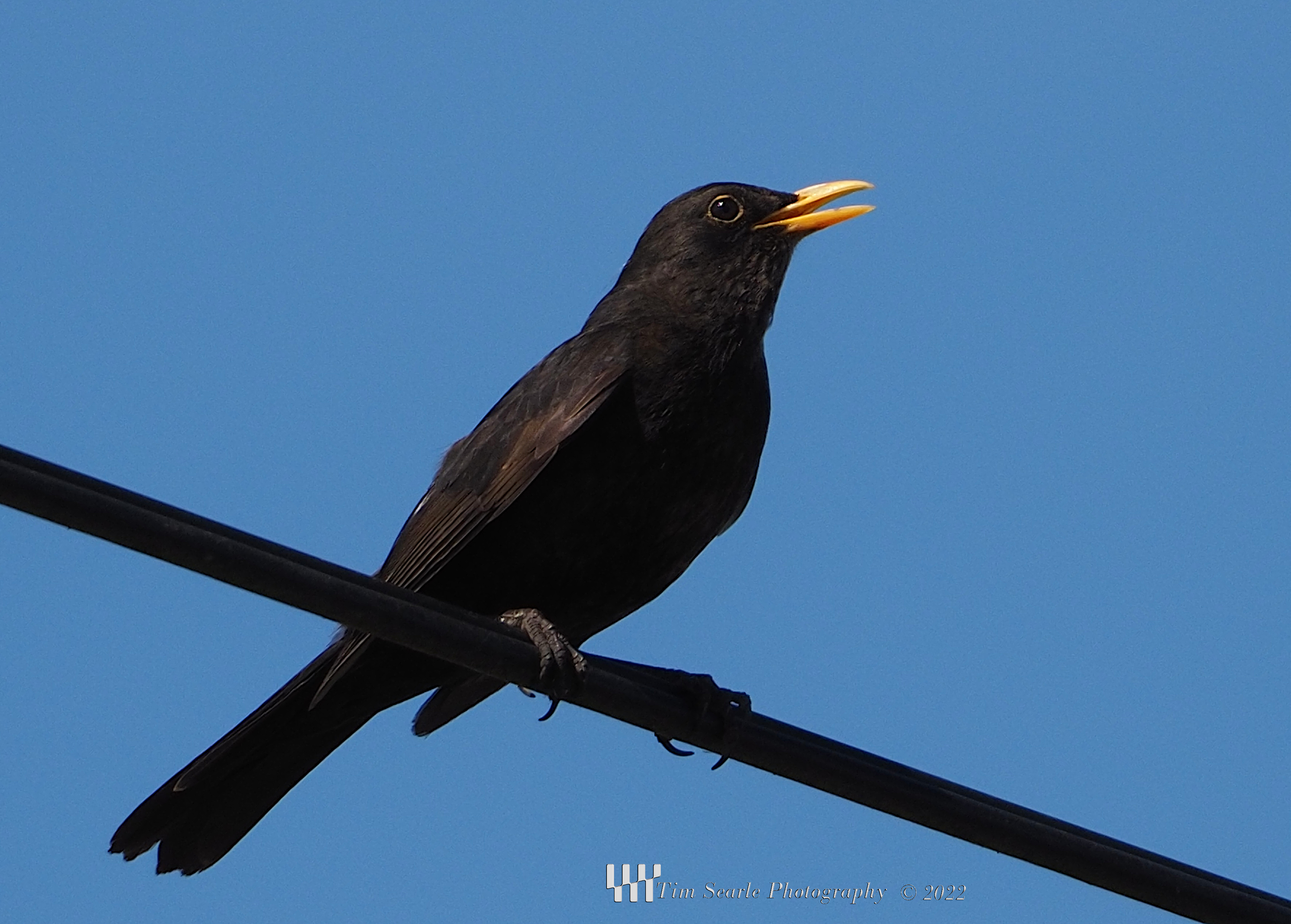 Male Blackbird