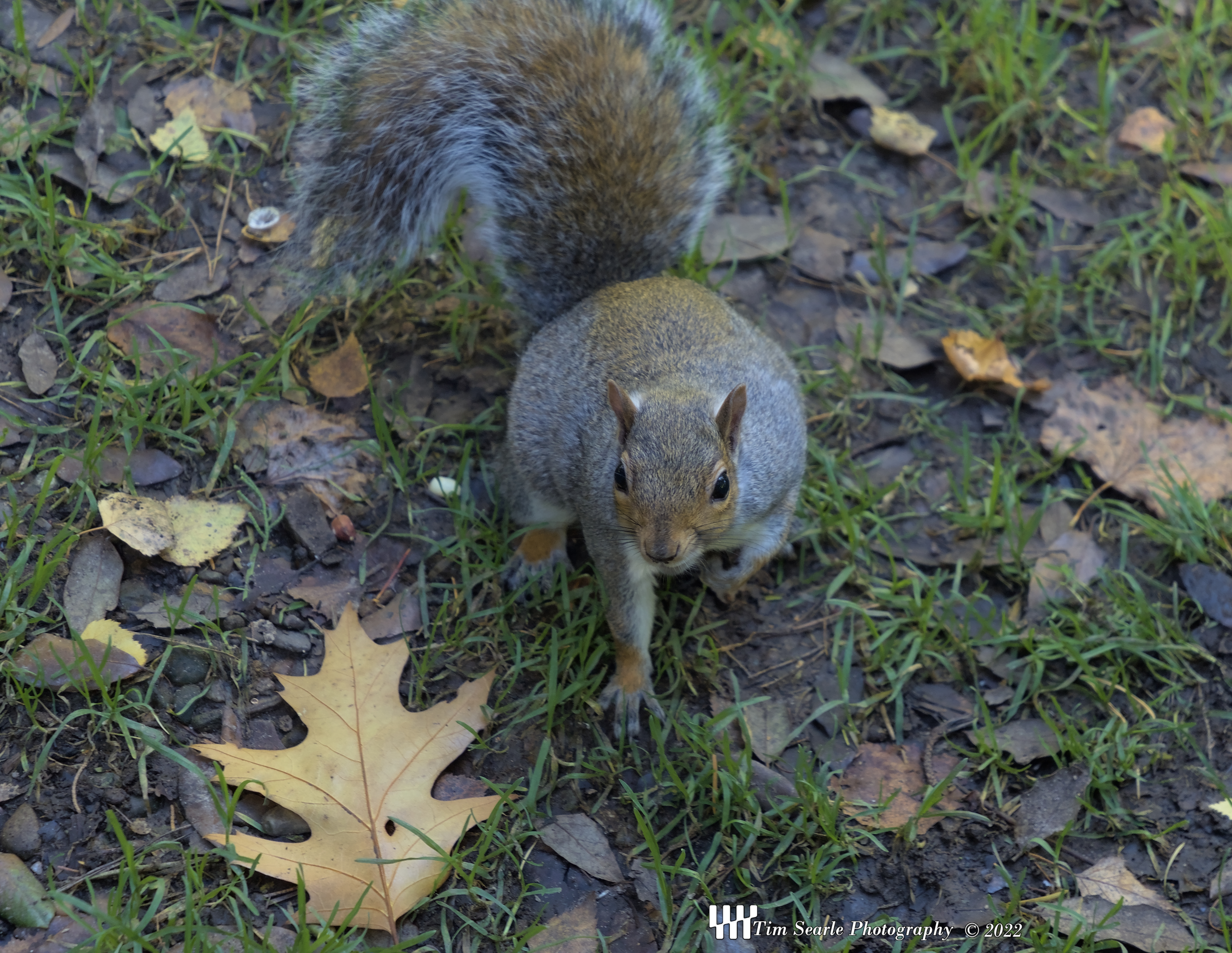 Peasholme Park Squirrel